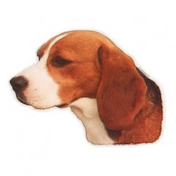 Pegatina de Beagle