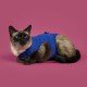 Camiseta postoperatoria Recova Shirt gatos