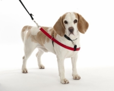 Arnés antitirones Walkezee colocado en un perro
