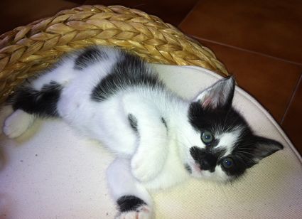 Arriete en el sofá Banana Leaf de Mimopets