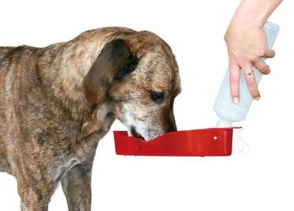 Bebedero de viaje de plástico Bebedero de viaje para perros y gatos en Mimopets