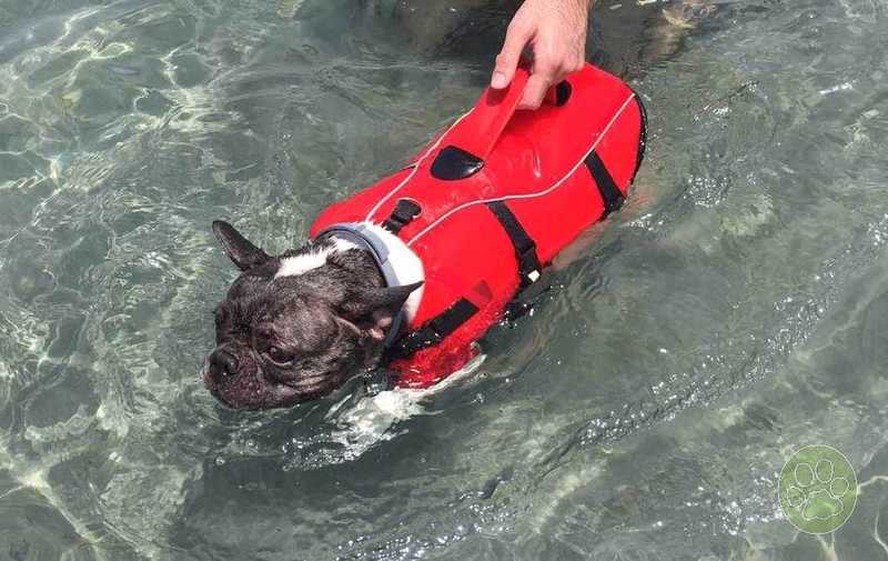 Bimba, la preciosa Bulldog francés con el chaleco salvavidas para perros