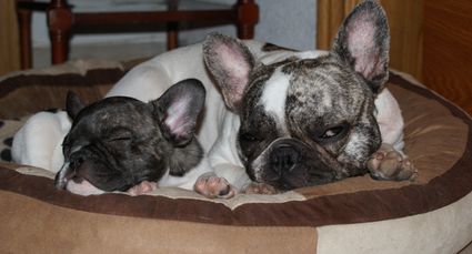 Bimba y Lula en la cama Bonzo marrón y beige