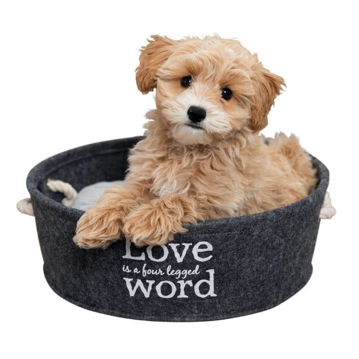 Cama Lian con un perro tumbado