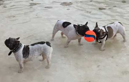 Los perros de Juan e Inés con la pelota Chuckit Kick fetch
