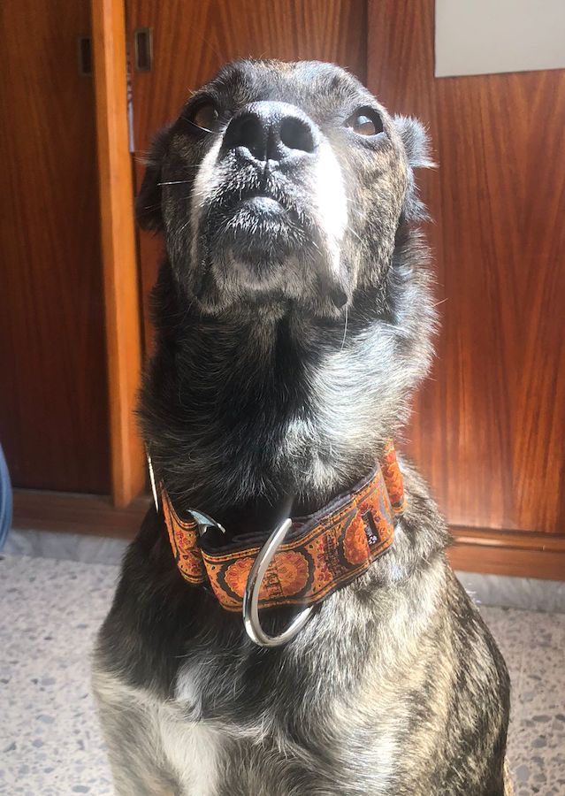 El perro de Judit con nuestro martingale Kidney