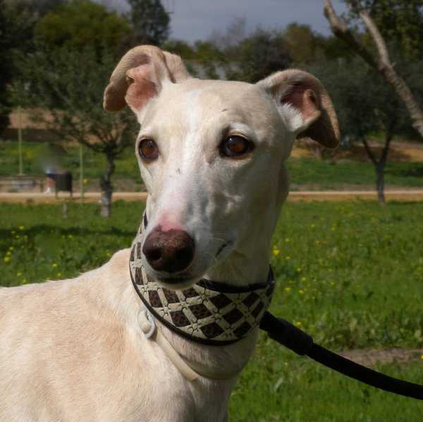 La preciosa kimba con el collar NG1211