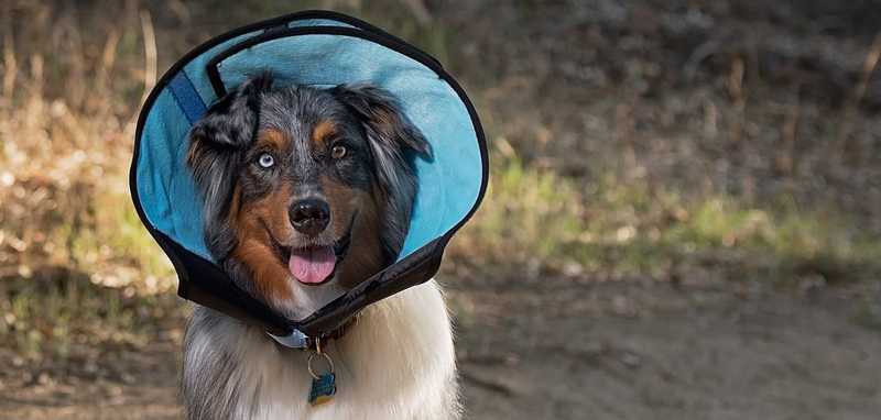 Collar isabelino KVP Calmer en Mimopets