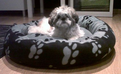 Yira en su nueva cama para perros Sammy