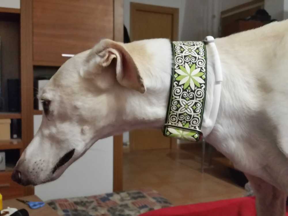 El precioso galgo de Leticia con nuestro collar martingale