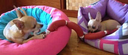 Cookie y Nemo jugando con su nueva ristra de salchichas