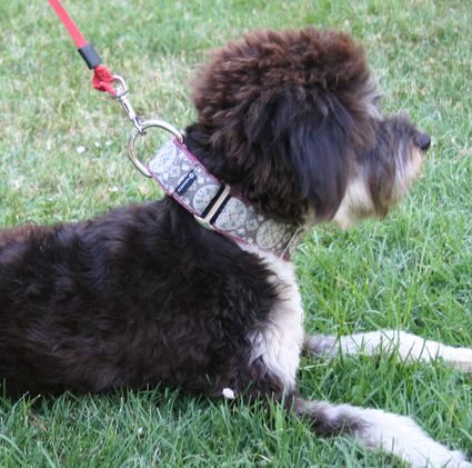 Collar martingale María Antonieta Tronca con el collar martingale María Antonieta de Mimopets