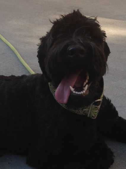 El perro de Irene con nuestro Mojito