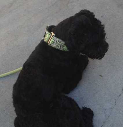 Collar martingale Mojito en el perro de Irene