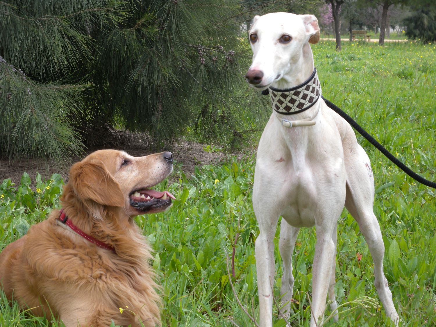 Colla para galgo NG1211 Otto observando a Kimba