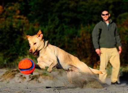 Perro jugando en la playa con la pelota Chuckit! Kick Fetch