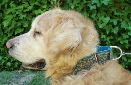 Pye con nuestro collar martingale modelo Amebas Agua