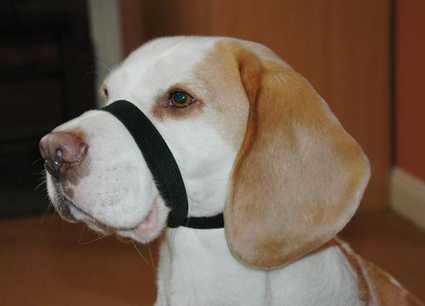 Beagle con el Quiet Dog puesto