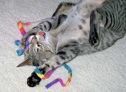 Un gato jugando con la caña de felpa de Mimopets