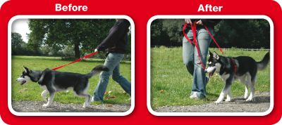 Antes y después de usar el arnés Halti con su perro