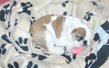 Bulldog inglés durmiendo en la manta Beany