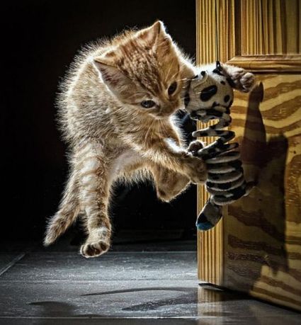 Gatito saltando a por el juguete colgante
