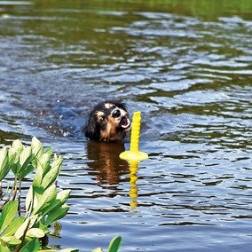 Un perro jugando con el Mot Agua Dog Activity de Mimopets